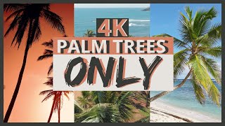 4K PALM TREES on the BEACH Scenery | Cinematic Tropical Video of Palm Trees from Around the World