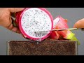 Growing Dragon fruit cactus - Time lapse