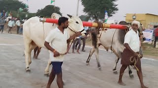 Karampudi కొండబోలు ఫణికుమార్ గారు వల్లభరావు పాలెం (v) పొన్నూరు (m) గుంటూరు జిల్లా వారి గిత్తలు