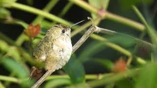 Calliope Hummingbird imm. male