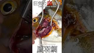 醤油還流タカノハダイ#Shorts