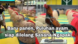 Puluhan ayam siap lelang di Sasana Ngapak Purwokerto