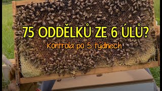 Začátečníkův sen stát se komerčním včelařem, kontrola oddělků po 5 týdnech - #2 Sleduju včelaře