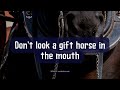 What is the Don't Look a Gift Horse in the Mouth Idiom?