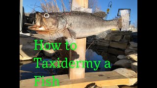 Mounting a FISH! (Part One) Taxidermy