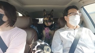 German Shepherd Dog  Goes To See Her Family Off, But She Thinks She Can Go Somewhere Fun!