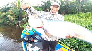 Mancing Ikan Lais Tembiring / Ikan Jarang Gigi Di Sungai Retok Yang Tidak Jauh Dari Kota Pontianak