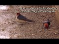 greater and lesser striped swallows collecting mud for nest building.