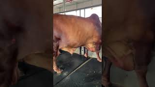 Biggest RCC Bull | Alamgir Ranch | Dhaka Bangladesh