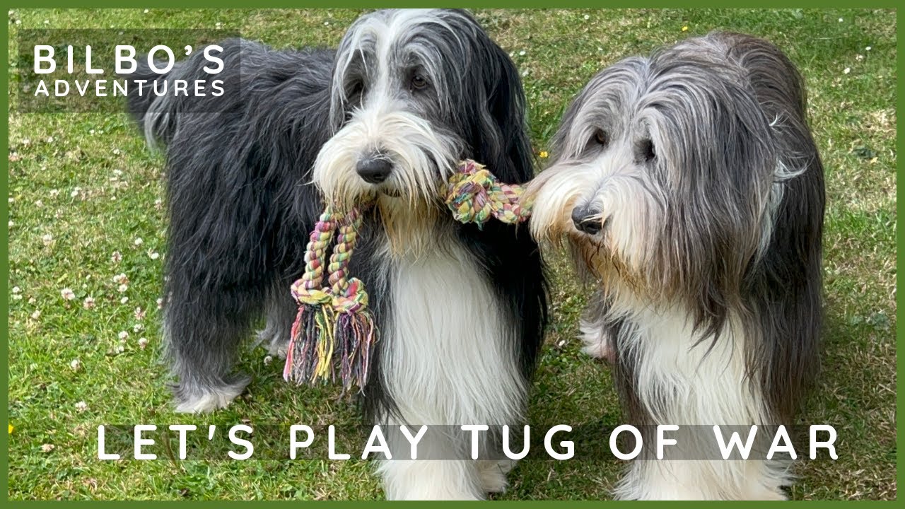Our Dogs Playing Tug Of War With Style Youtube