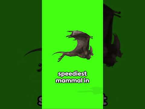 Speeding Bullet: the fastest bat #nature #animals #bats #speed #biology #chemistry #physics