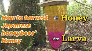 How to harvest Japanese honeybees’ honey