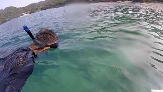 愛媛の須ノ川海岸 Snorkeling in Shikoku, Japan 2019/07/27