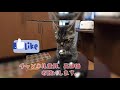 猫達に感謝を込めて、えらいえらいをしてみた。いつもありがとう！