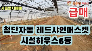 시골토지 급매! 6천만원 인하 경북안동 레드샤인머스켓+마이하트 시설하우스 6동