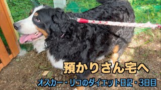 ハリー家が預かりさん【オスカー・リコのダイエット日記3日目】