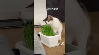 猫草大好き