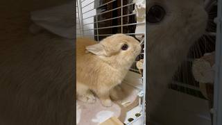 お水飲むとき耳がペタンとなる  #うさぎ  #rabbit  #bunny