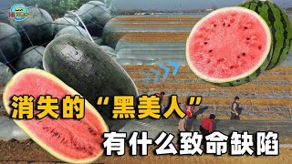 曾经的“红人”黑皮西瓜，为啥一夜之间销声匿迹？它有何致命缺陷