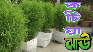 কচিয়া ঝাউয়ের সম্পূর্ণ পরিচর্যা ❇️ || How to grow Kochia Jhau ❇️ || Bassia scoparia caring ❇️||