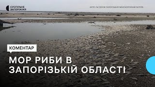 В заплавній частині Каховського водосховища у межах Запорізького району почала гинути риба | Новини