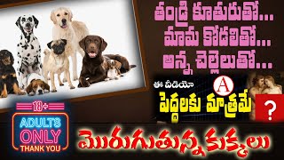 పిల్లలు చూడవద్దు|బైబిల్ బూతు అనే ముతులకు వాతలు పెట్టిన JohnBabu Garu|Bible|Shivashakti|Obcc|Hindhus