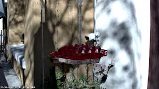 Male and female Anna's hummingbirds on Wednesday, Dec 18, 2024 at 09 52 AM