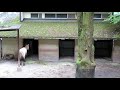 2021aug24 przewalski s horse @ tama zoological park