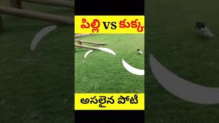 🤔 కుక్క ని తరుముతున్న పిల్లి 🐱cat attacking dog#cat #dog #attack #shorts #youtubeshorts