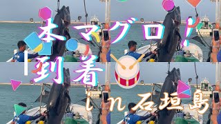 石垣島、本マグロ漁始まる！２ｍオーバー巨大・本マグロ！＃石垣島＃クニチャン＃マグロ＃カジキ＃シーラ＃本マグロ＃沖縄