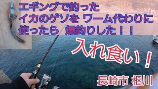 エギングで釣ったイカの足(ゲソ)を ワーム代わりに使ったら入れ食いした！！長崎市相川 ロッド がまかつ  ラグゼ(LUXXE　EG1) S90M-F リール シマノ 22 STELLA 2500S