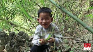 欢子钻进树林搞野货,发现吃竹笋动物,最后他收获一大竹筐 【欢子TV】