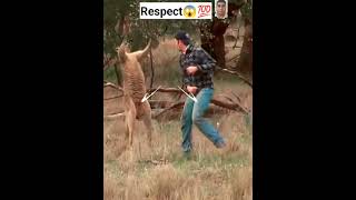 Respect 🔥🔥😱 | #shorts #respect #kangaroo #shortfeed