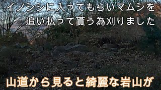 神奈川県・厚木市・愛川町・鳶尾山   マムシ目撃情報地点の岩場にイノシシに入ってもらいマムシを追い払って貰うため刈りました