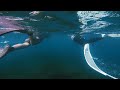 象鼻岩 u0026玫瑰珊瑚 u0026深奧 u0026free diving