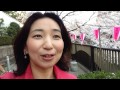 目黒川の桜 目黒〜中目黒をお散歩♪ 2 5 enjoying sakura at meguro tokyo japan あの街この街