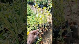 பெரியாநங்கை செடிகள் இங்கு #6374934601 #trending #saihitechnursery #plants