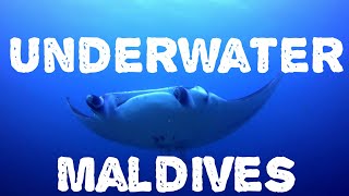 Maldives Underwater Beauty