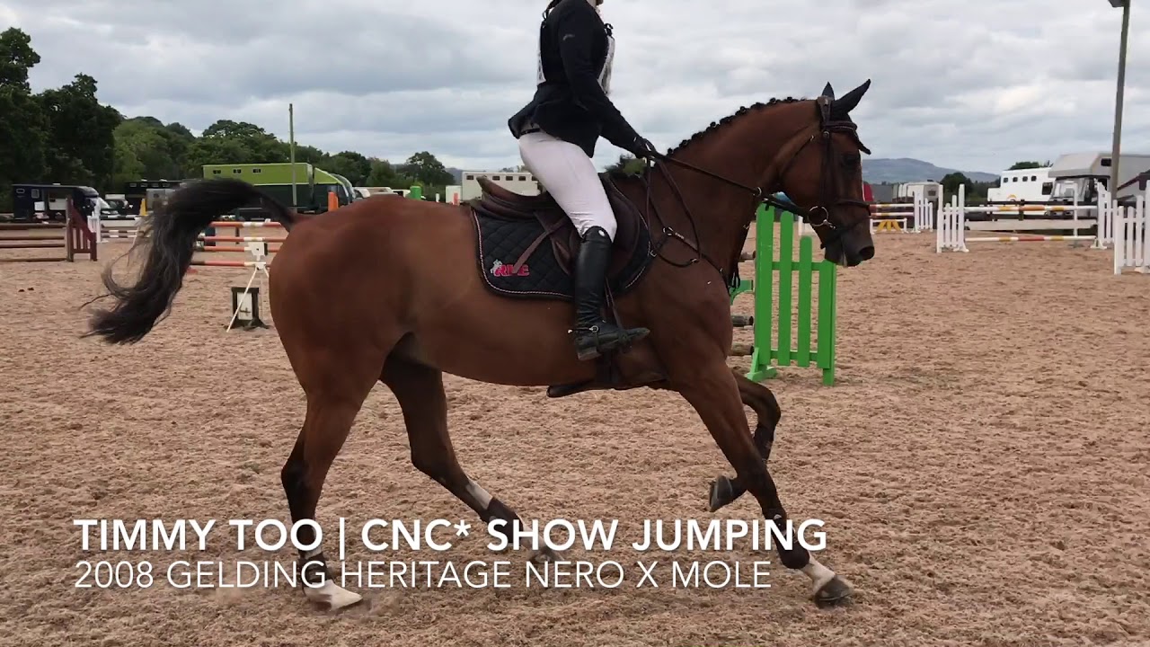 Timmy Too | CNC* Show Jumping | 2008 Gelding Heritage Nero X Mole - YouTube