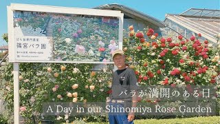 バラが満開のある日　A Day in our Shinomiya Rose Garden(23年5月)