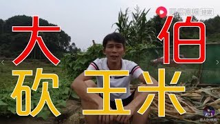 【農人DJ楓楓】枫枫和大伯在砍玉米，枫枫突然唱起暗号歌，大伯跳舞的姿势笑死人