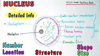 NUCLEUS : Structure and Function || Cell the Unit of Life || Fundamental Unit of Life || Hindi \u0026 Eng