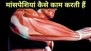 मांसपेशियां कैसे काम करती हैं - physiology of muscles in hindi