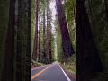 Best Road Trip Views! California is not just Ocean | Giant Redwood Tress #shorts