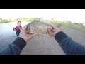 I Caught GIANT Bluegill in a TINY Pond!!!!