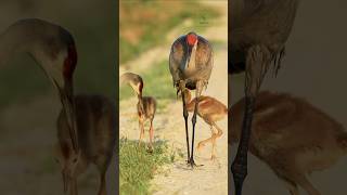 The video of the pet reel video @wildlifebd @Wildlife-AdvantureInHindi