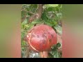 fruit cracking in pomegranate انار کا پھل کیوں پھٹتا ہے اس بیماری کا علاج انار کی کھادیں