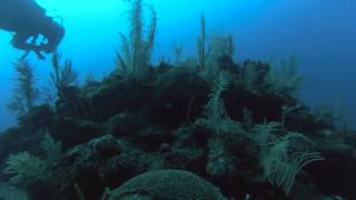 Scuba Diving in Cuba | porkfish | video 1 | GoPro hero 3