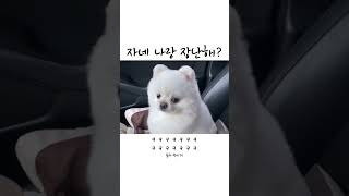 나랑 장난해     #pets #dog #강아지 #귀여움 #귀여움한도초과 #cute #귀여워서미안해 #귀여워 #반려견