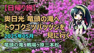 【日帰り旅・花情報】奥日光 竜頭の滝へトウゴクミツバツツジを見に行く。竜頭の滝、戦場ヶ原三本松